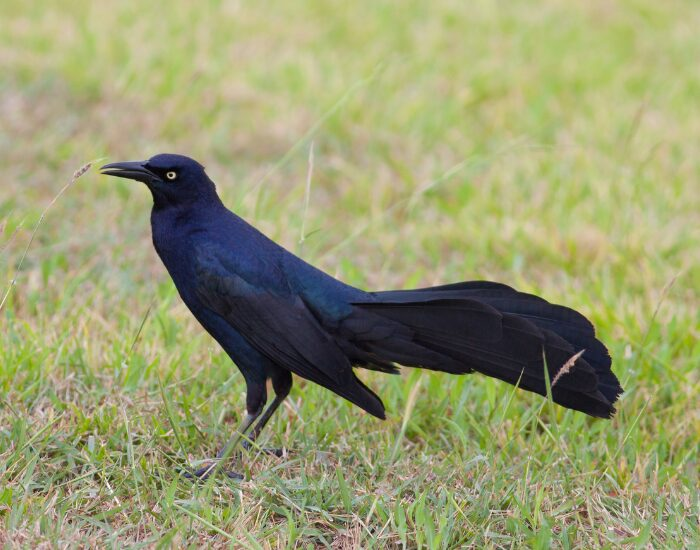 a Great-tailed Grackle on a grassfield