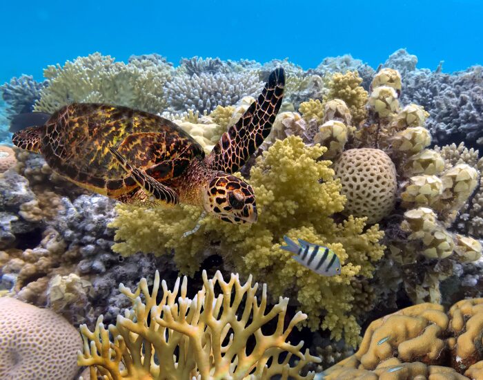Getty Images Green turtle swimming the great barrier reef