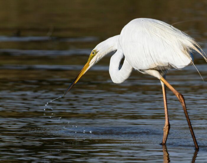  Great Egret hunting on a shallow river