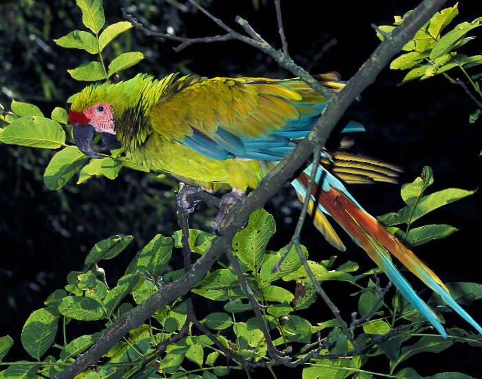  Green Macaw in the jungle