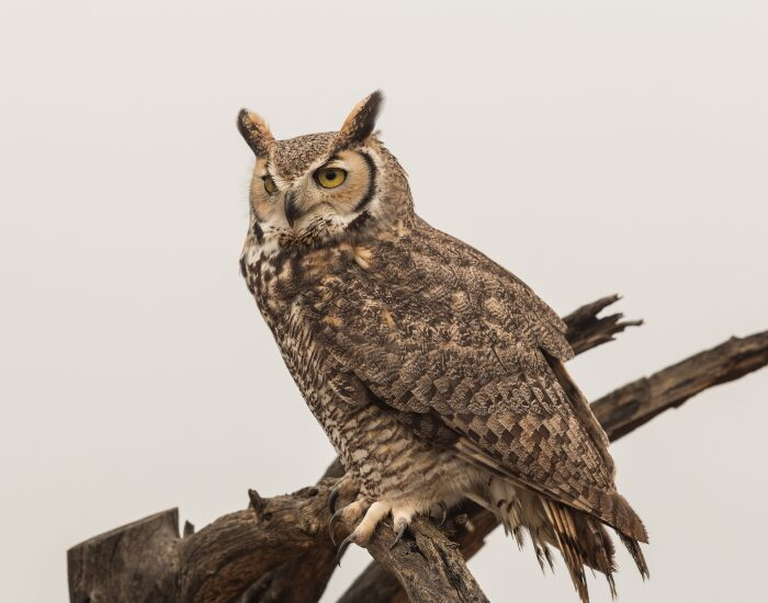 greathornedowls.webp Great horned owl on a tree