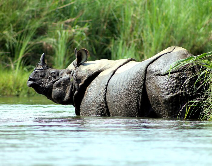 greater one horned rhino in a river in the wild