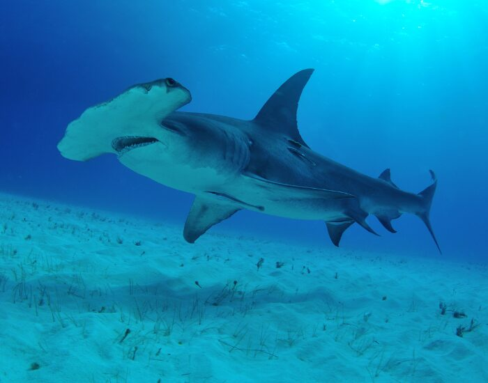 Hammer head shark