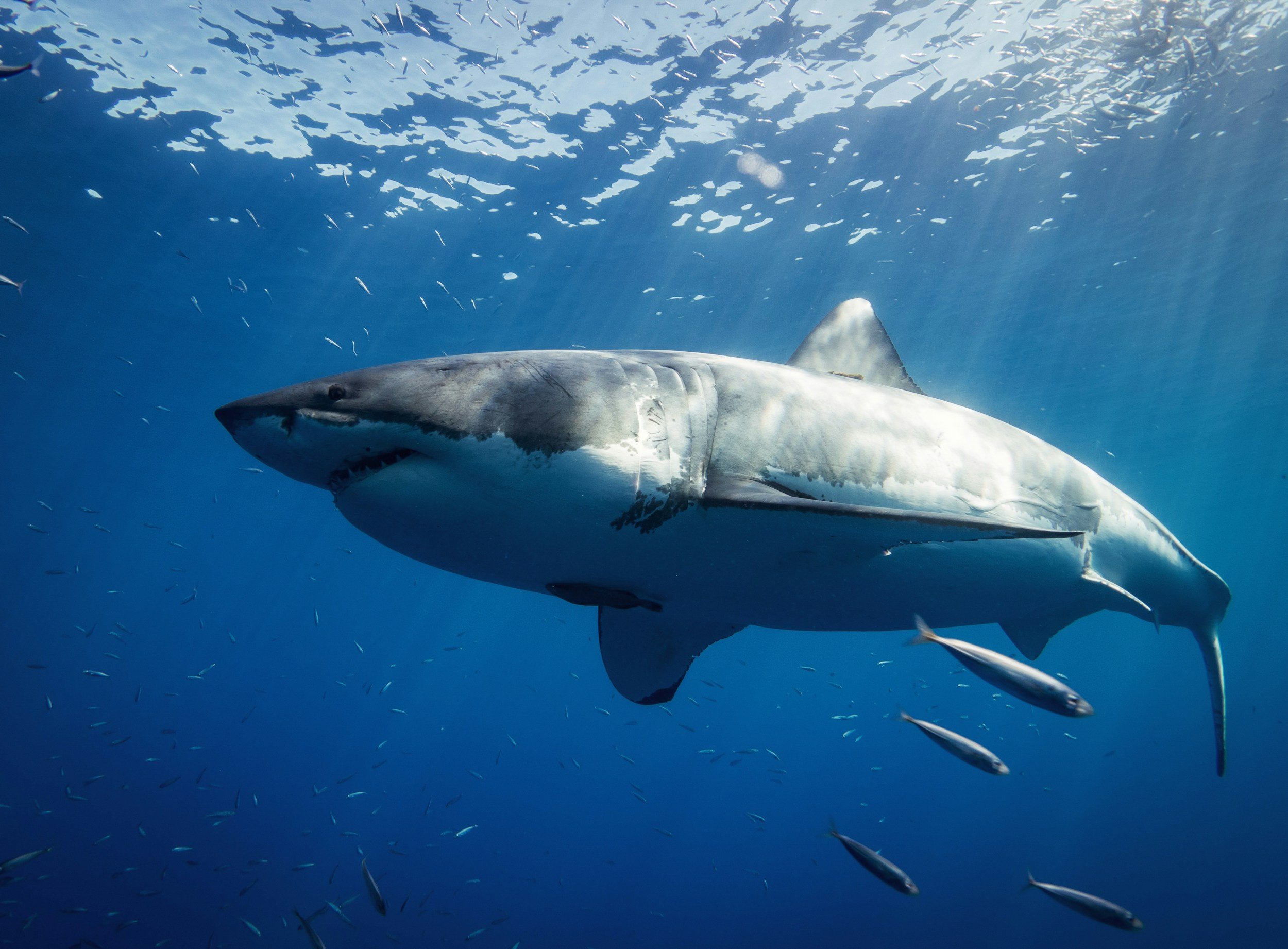 Great White Shark swimming underwater photo with remora fish nearby
