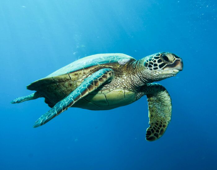Green Sea Turtle swimming in the ocean
