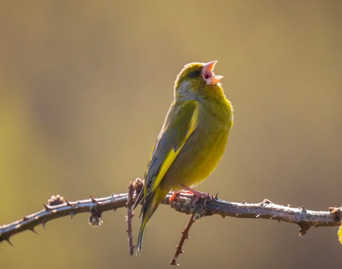 close up of a Greenfinch bird singing
