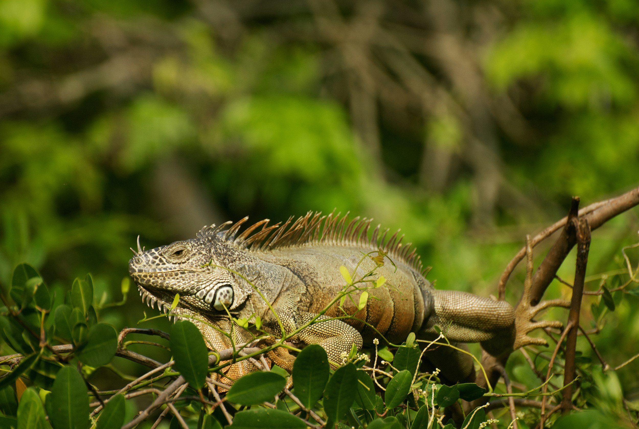 Green Iguana laying still surrounded by plants