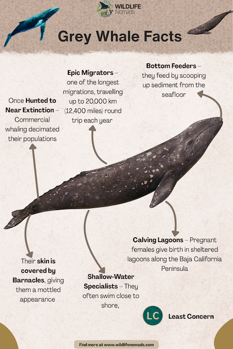 an infographic showing a gray whale and text with facts around it