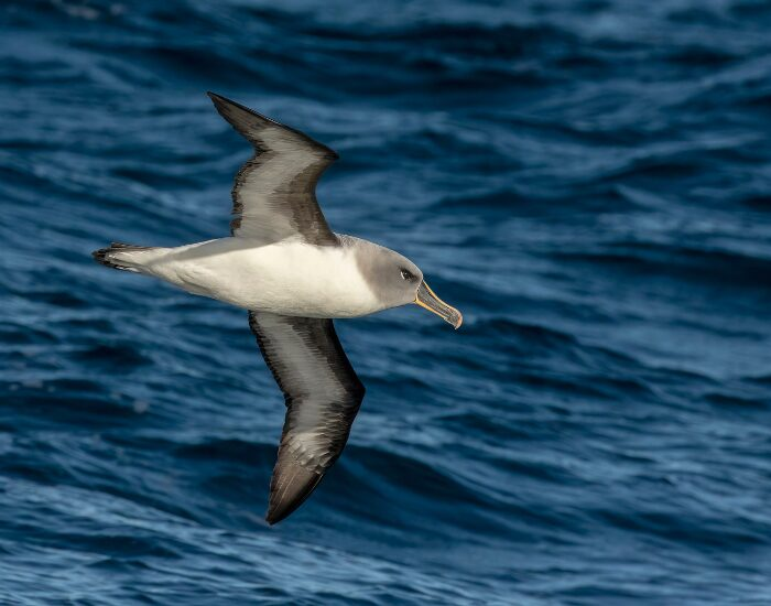 grey headedalbatross.webp grey headedalbatross.webp