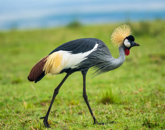  Grey Crowned Crane walking