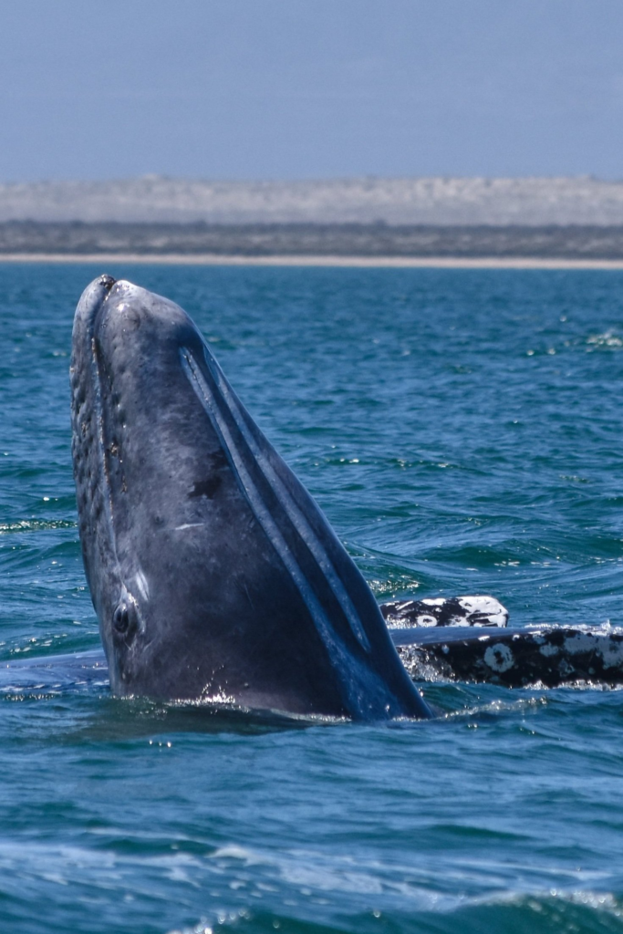 Gray whale breaching in baja california