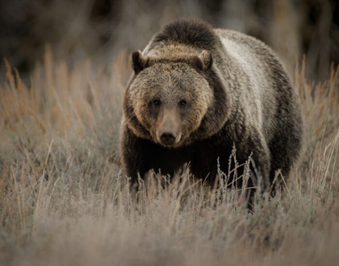  Grizzly Bear walking toward the camera
