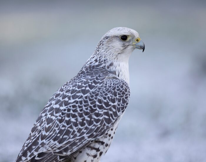 gyrfalcon.webp gyrfalcon close up in winter