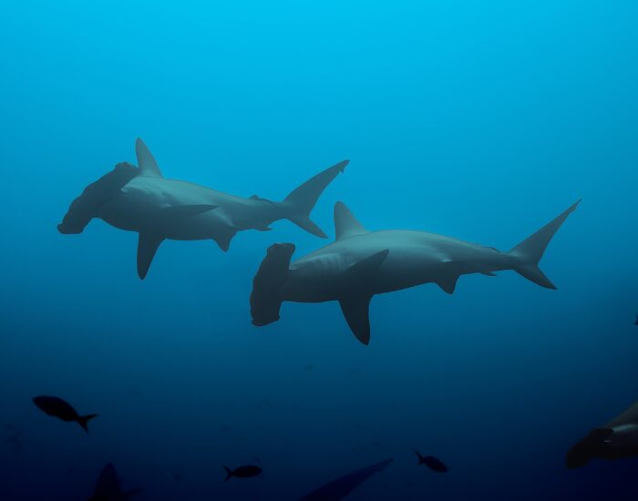  Hammerhead Sharks swimming in galapagos islands