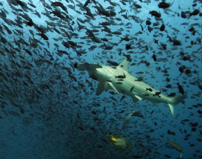 Getty Images Hammerhead sharks of Galapagos surrounded by many fish