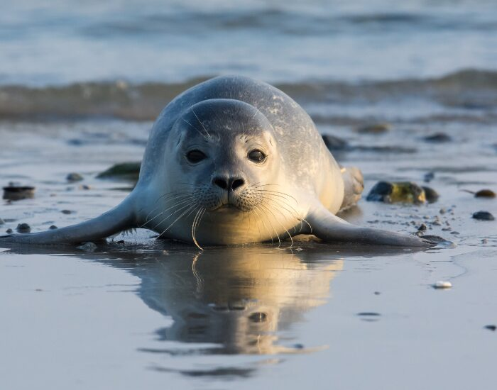 Harbour Seal laying on a beach during a sunny day
