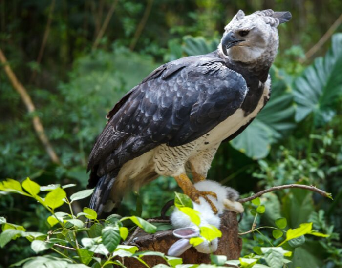 harpy-eagle-wild.webp harpy eagle standing among vegetation