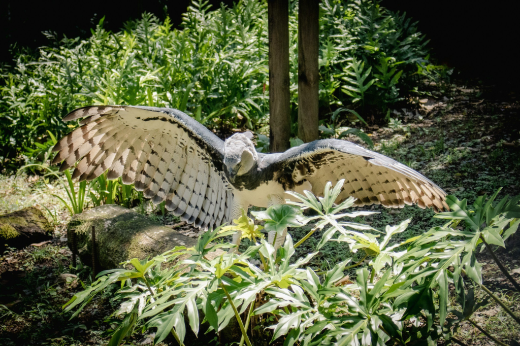harpy eagle extending its wing