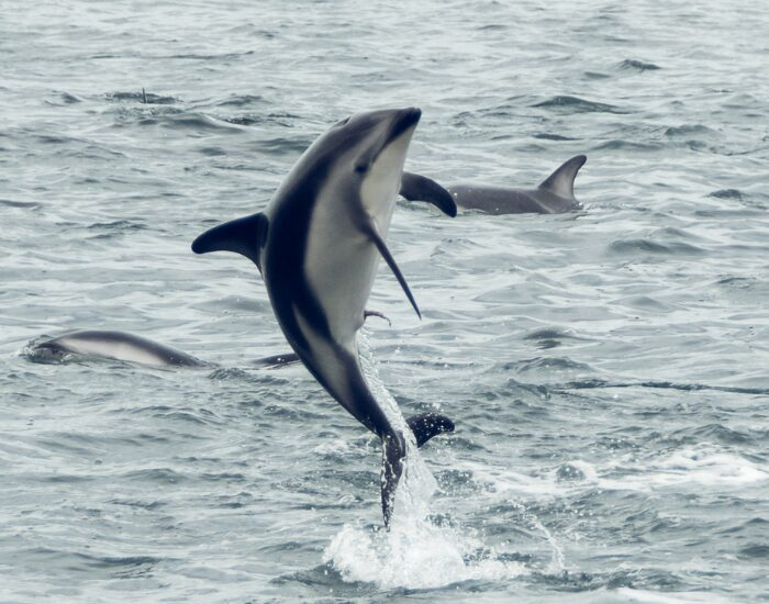 hectorsdolphin.webp Hector dolphin jumping