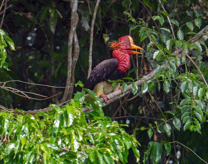 Helmeted Hornbill in the wild