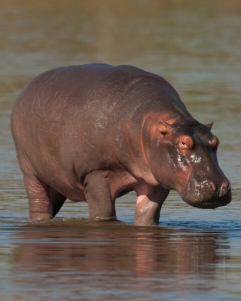Hippopotamus walking across water in a river