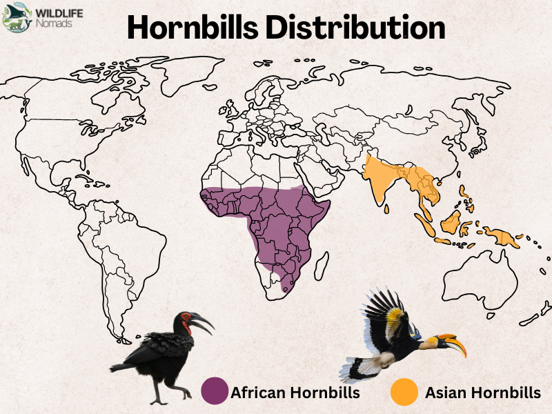 Hornbills-Distribution.webp map showing Hornbills Distribution