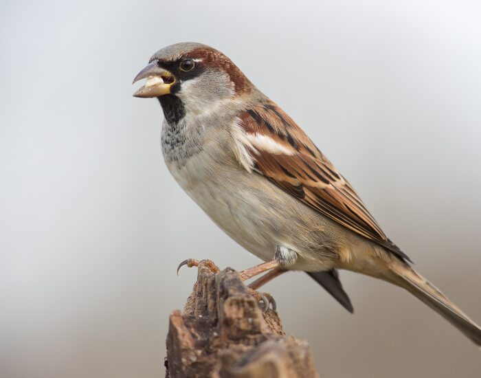 House sparrow close up
