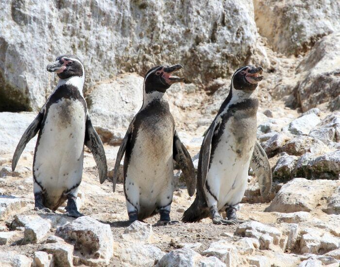 a group of humboldt penguins on a beach walking