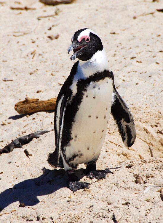 a Humboldt Penguin walking on a sunny beach