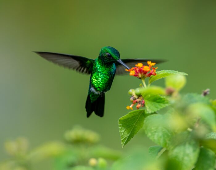 hummingbird.webp Hummingbird feeding from a flower