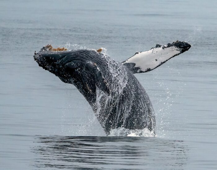  Humpback Whale Breaching at Monterey Bay California