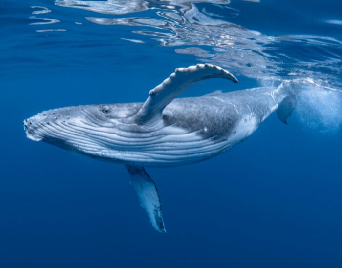  Humpback Whale swimming