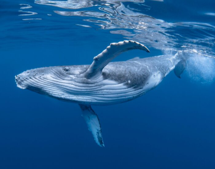 Humpback whale swimming