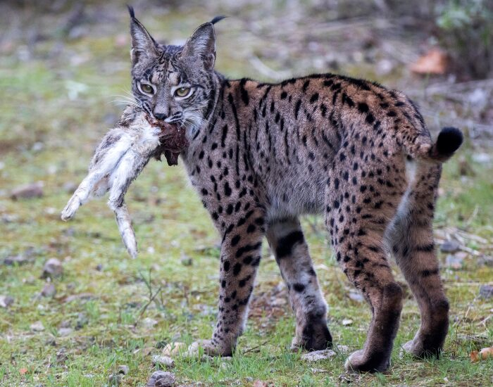 iberian lynx holding its prey on its mouth