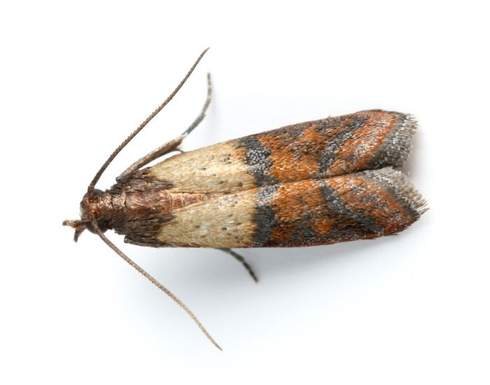 close up of an Indian Meal Moth with white background