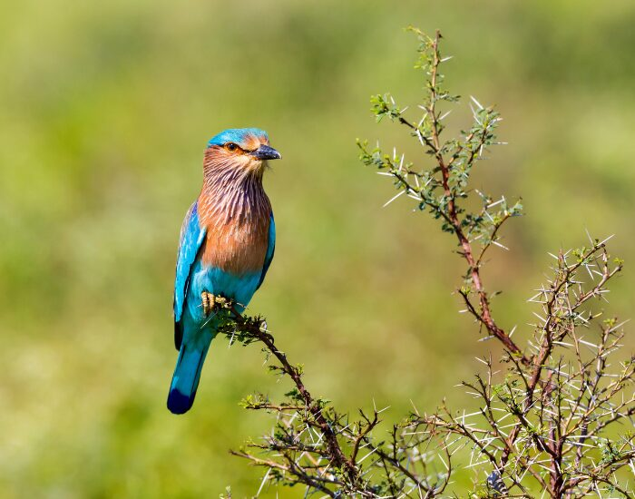  an Indian Roller  bird standing on a thorny bush