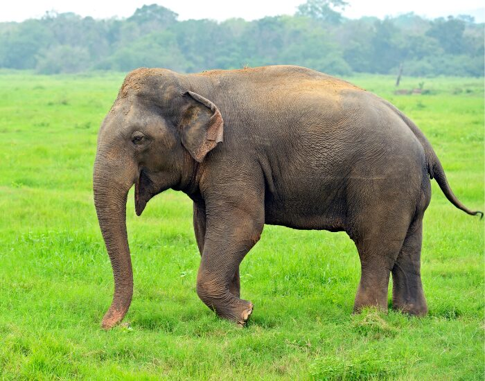 indian elephant walking in the wild