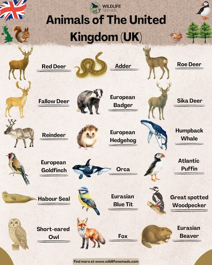 An illustrated wildlife chart titled "Animals of The United Kingdom (UK)" by Wildlife Nomads, showcasing various British species including types of deer, a European badger, an adder, an orca, a puffin, and a red fox.