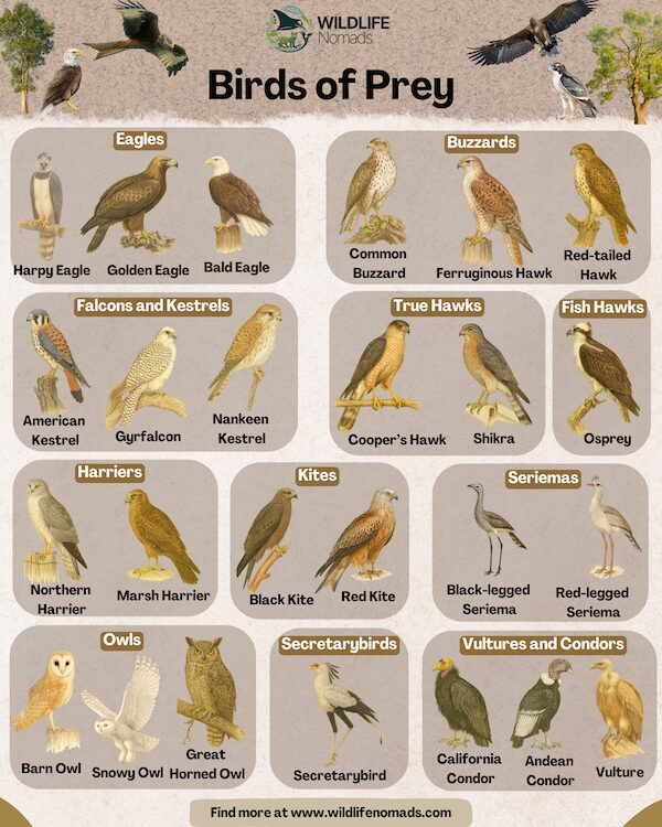 Different Types Of Birds Species Different Types Of Birds Species