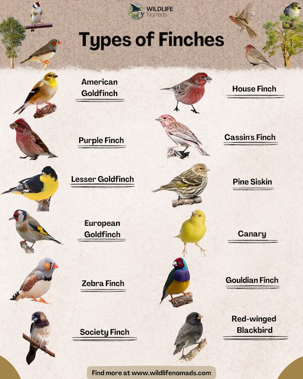 infographictypesoffinches.webp Infographic showing 12 different types of finches