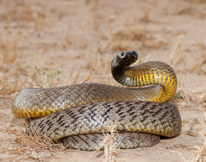 inland taipan coiled on arid ground