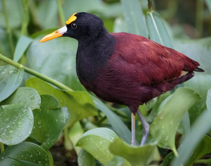  Northern Jacana in Costa Rica