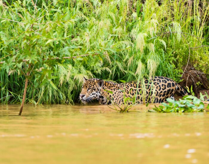Jaguar hunting in river