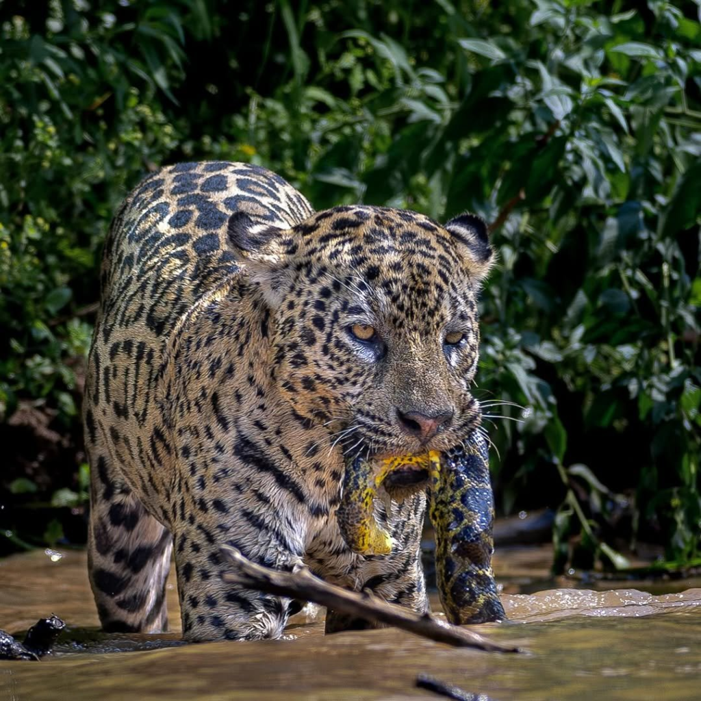 jaguardownload.webp Jaguar in the wild entering a river