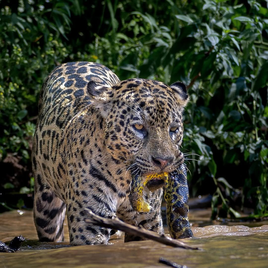 Jaguar on a Brazil Pantanal and Amazon wildlife tour