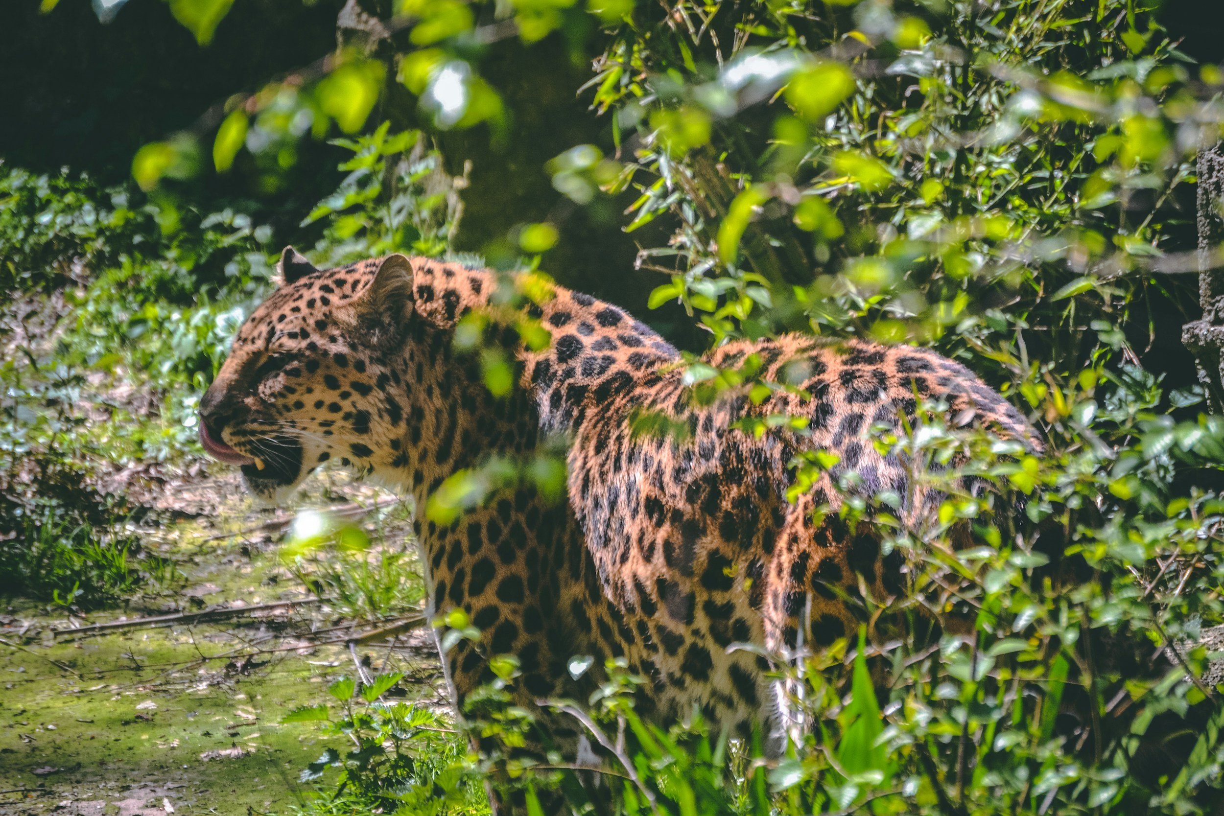 Philip Marsh Jaguar in the jungle