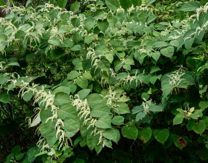 a Japanese Knotweed plant overgrowing everything else