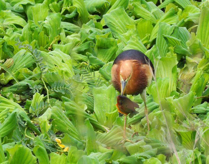 a Javan Pond Heron fishing surrounded by river plants