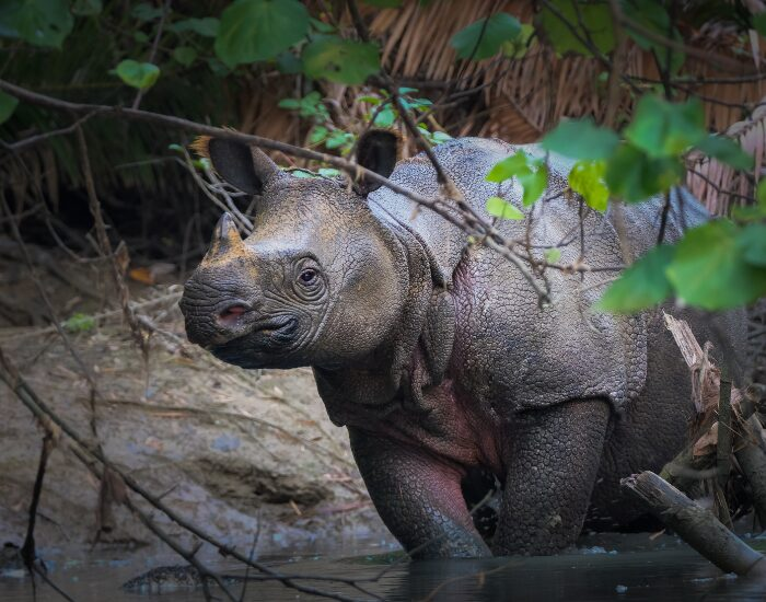 A javan rhino in the jungle in java