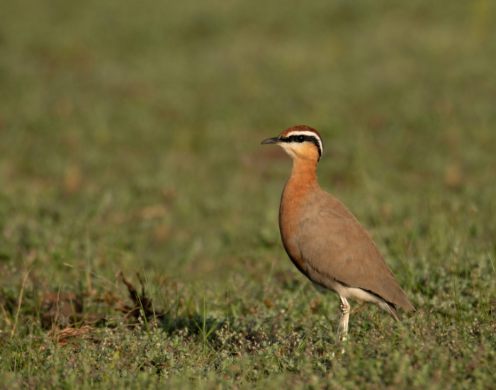 Jerdons-Courser-Rhinoptilus-bitorquatus.webp Jerdon’s Courser on a grassland